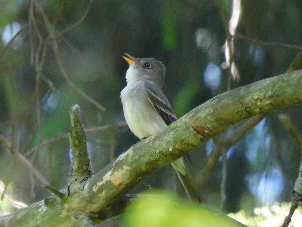 Eastern Wood-Pewee - ML619897888