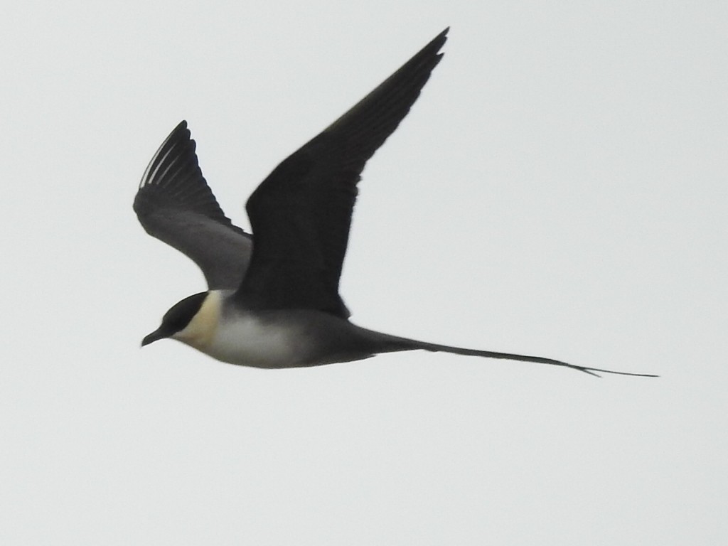 Long-tailed Jaeger - ML619897903