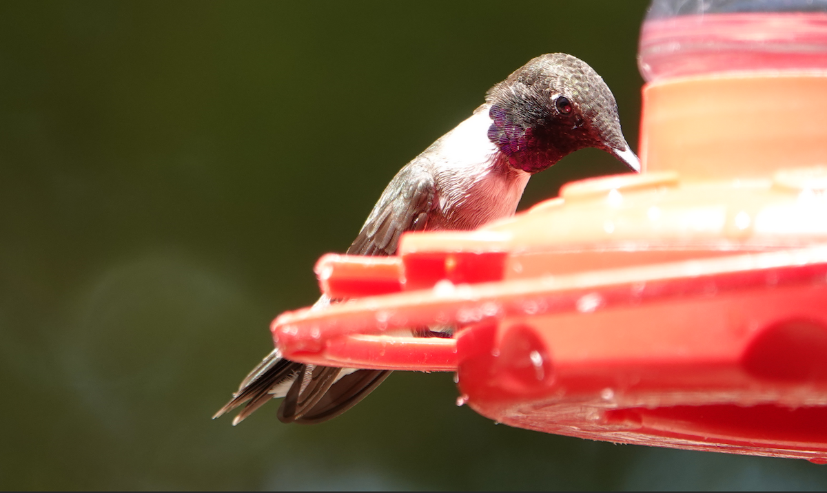 Black-chinned Hummingbird - ML619897926