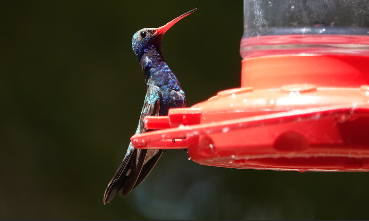 Broad-billed Hummingbird - ML619897935