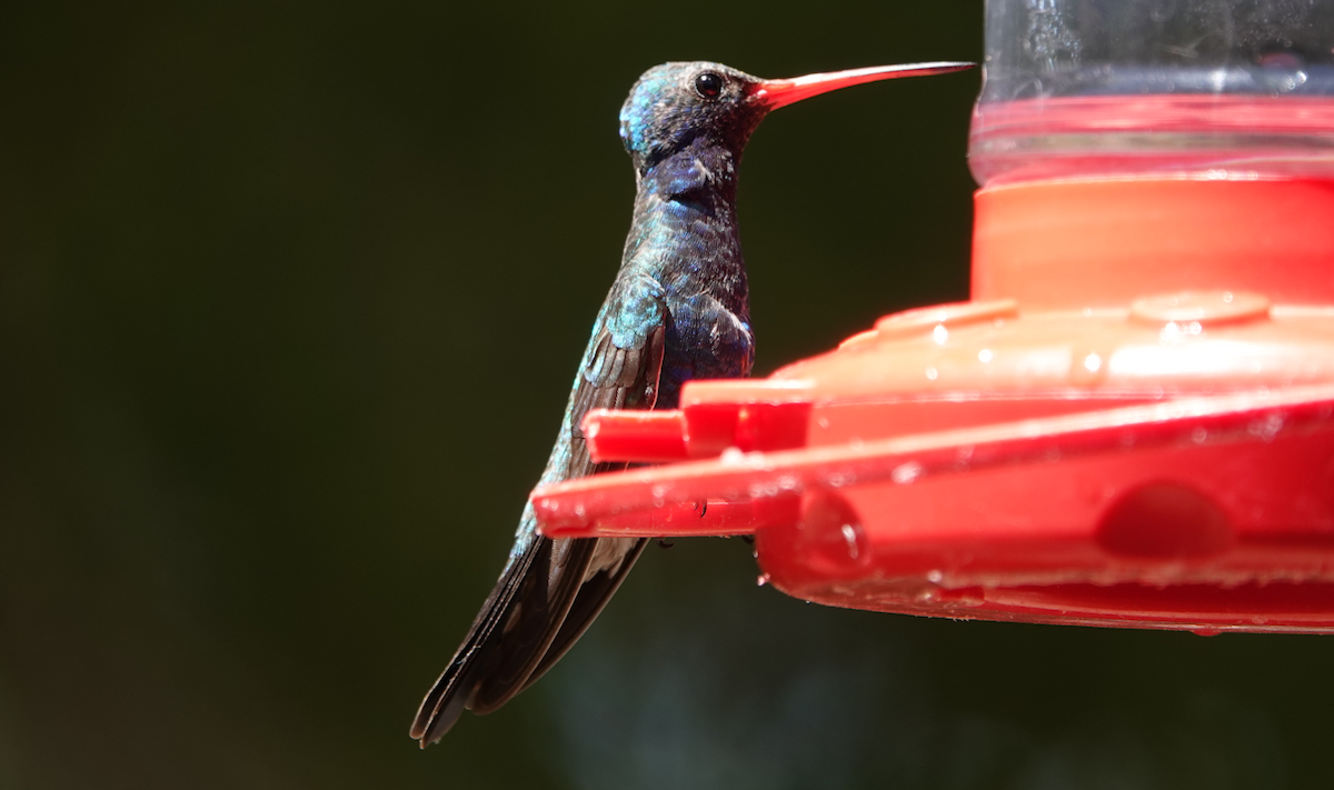 Broad-billed Hummingbird - ML619897936