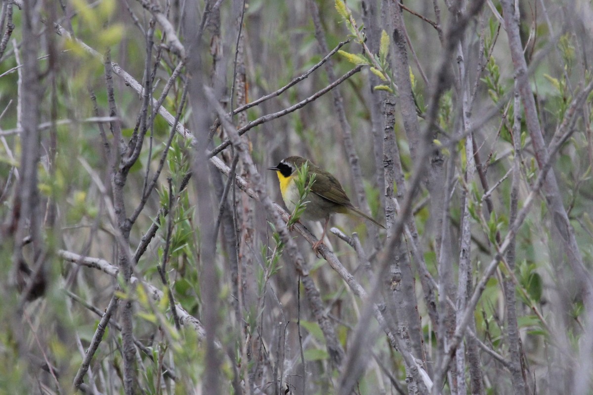 Common Yellowthroat - ML619897951