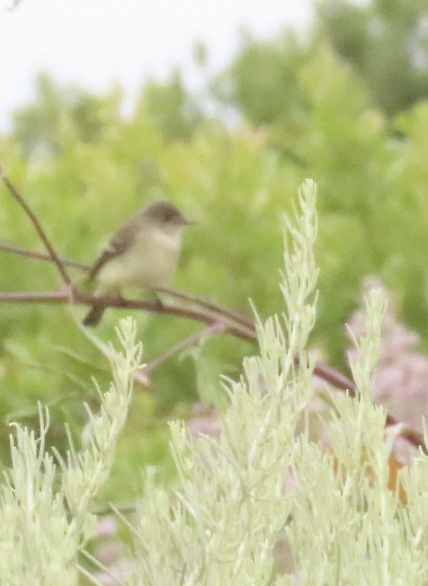 Willow Flycatcher - ML619897953