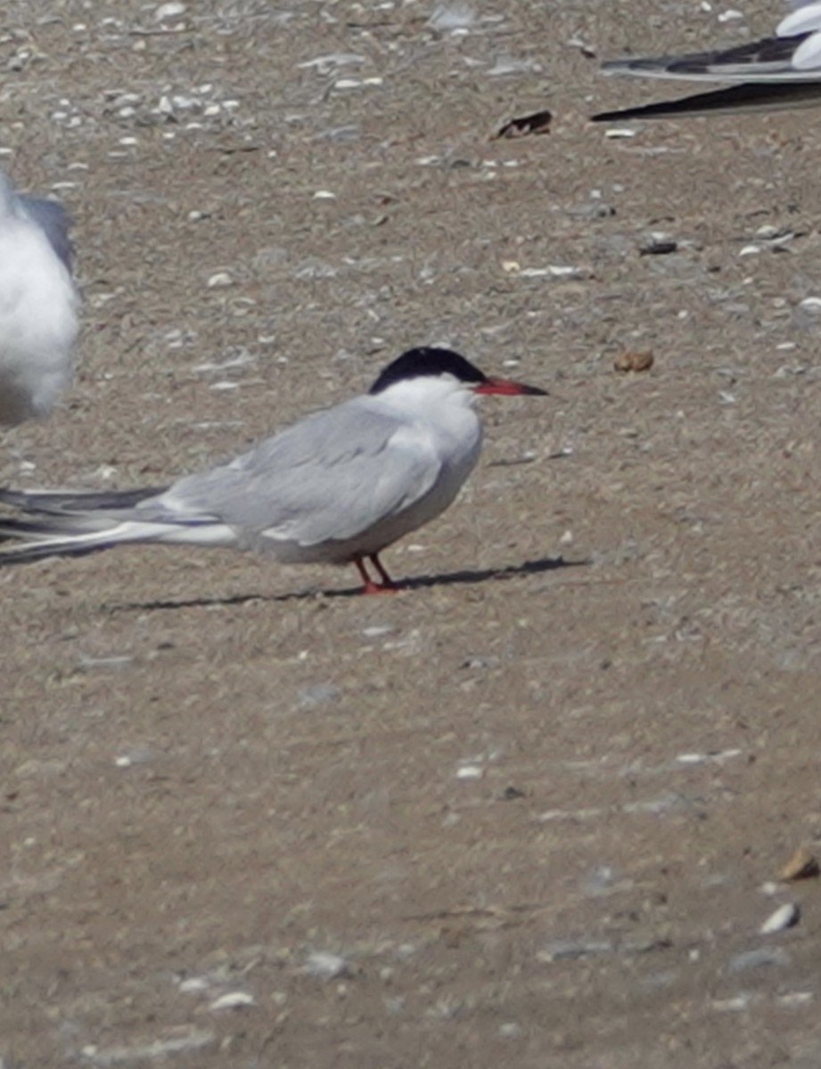 Common Tern - ML619897959