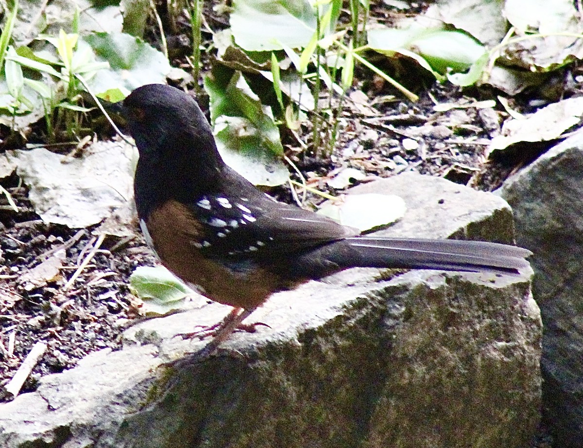 Spotted Towhee - ML619897961