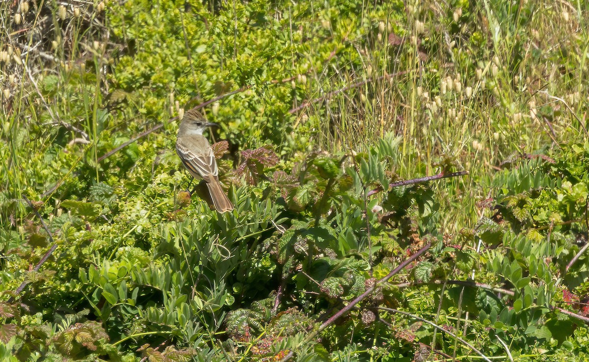 Ash-throated Flycatcher - ML619897971