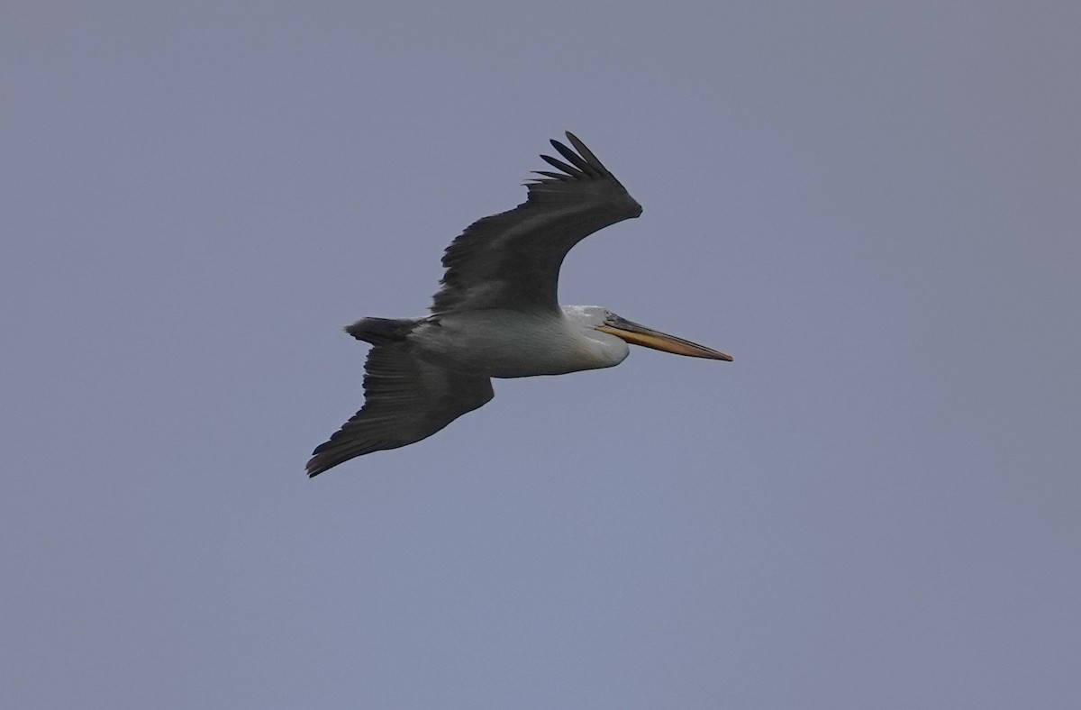 Dalmatian Pelican - ML619897972