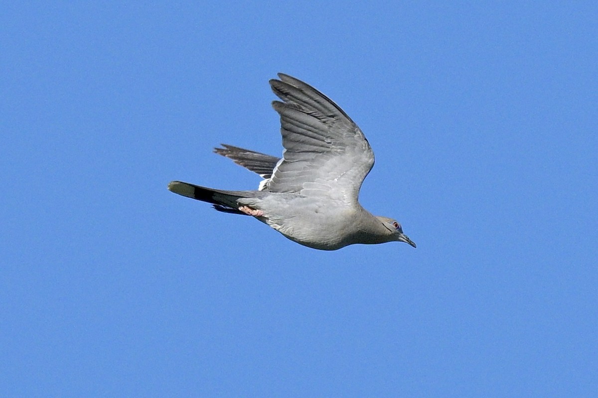 White-winged Dove - ML619897977