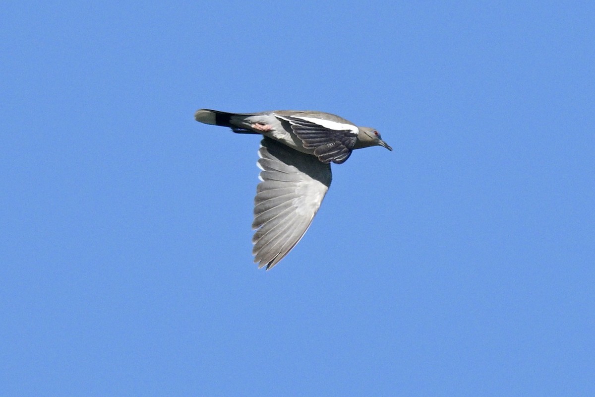 White-winged Dove - ML619897978
