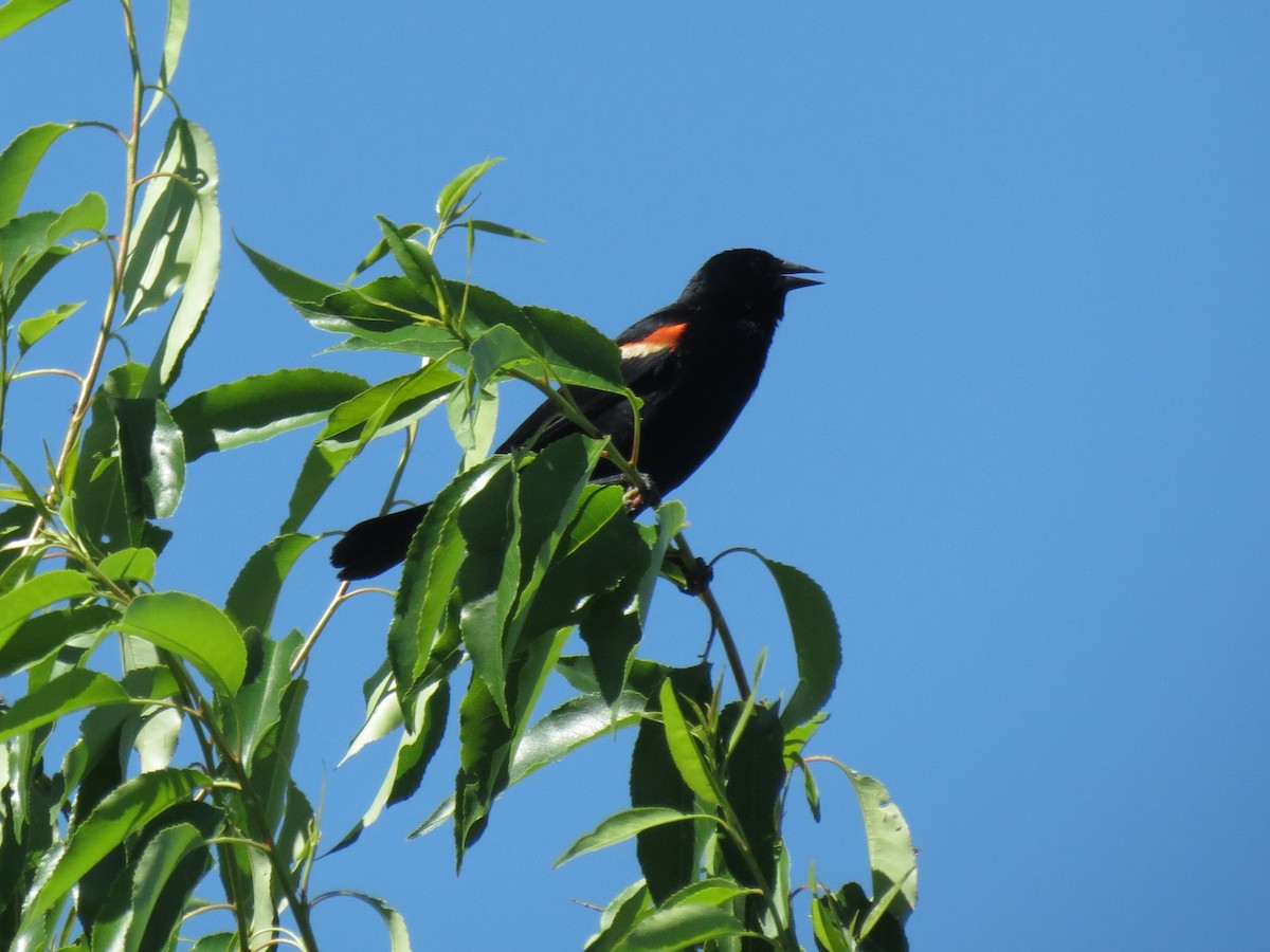 Red-winged Blackbird - ML619897981