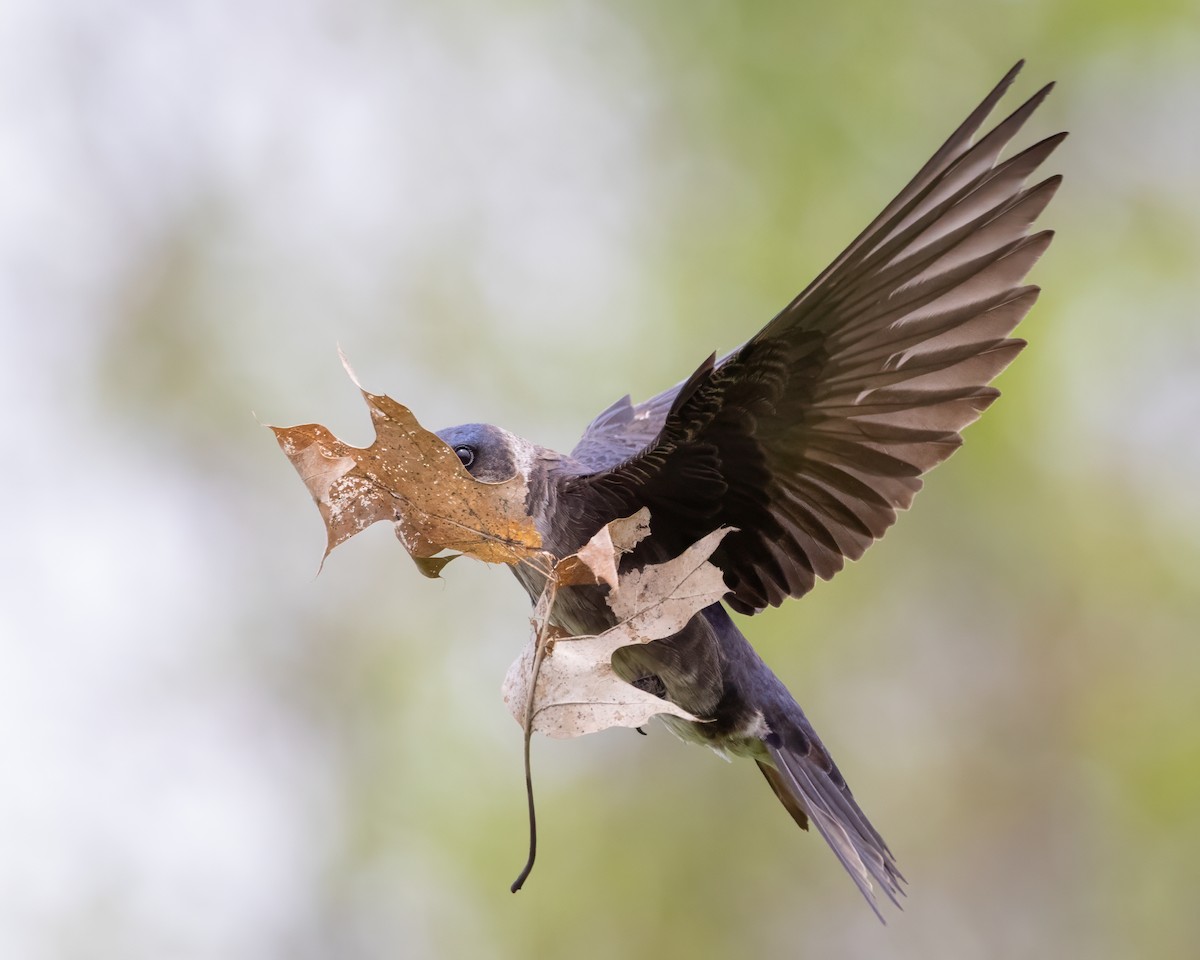 Purple Martin - ML619897982