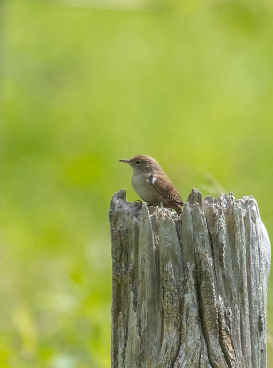 House Wren - ML619897984