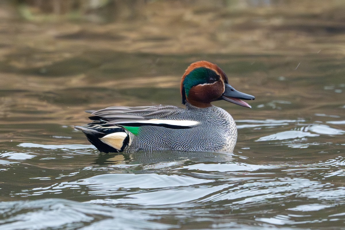 Green-winged Teal - ML619897986