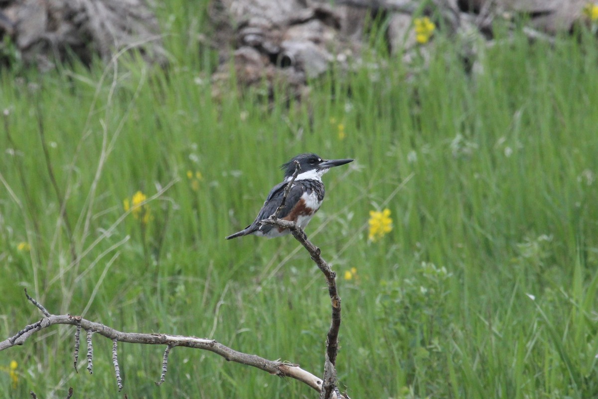 Belted Kingfisher - ML619897996