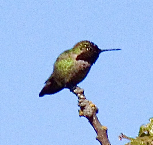 Anna's Hummingbird - ML619898016