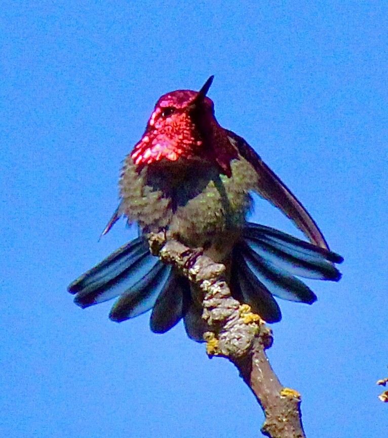 Anna's Hummingbird - ML619898018