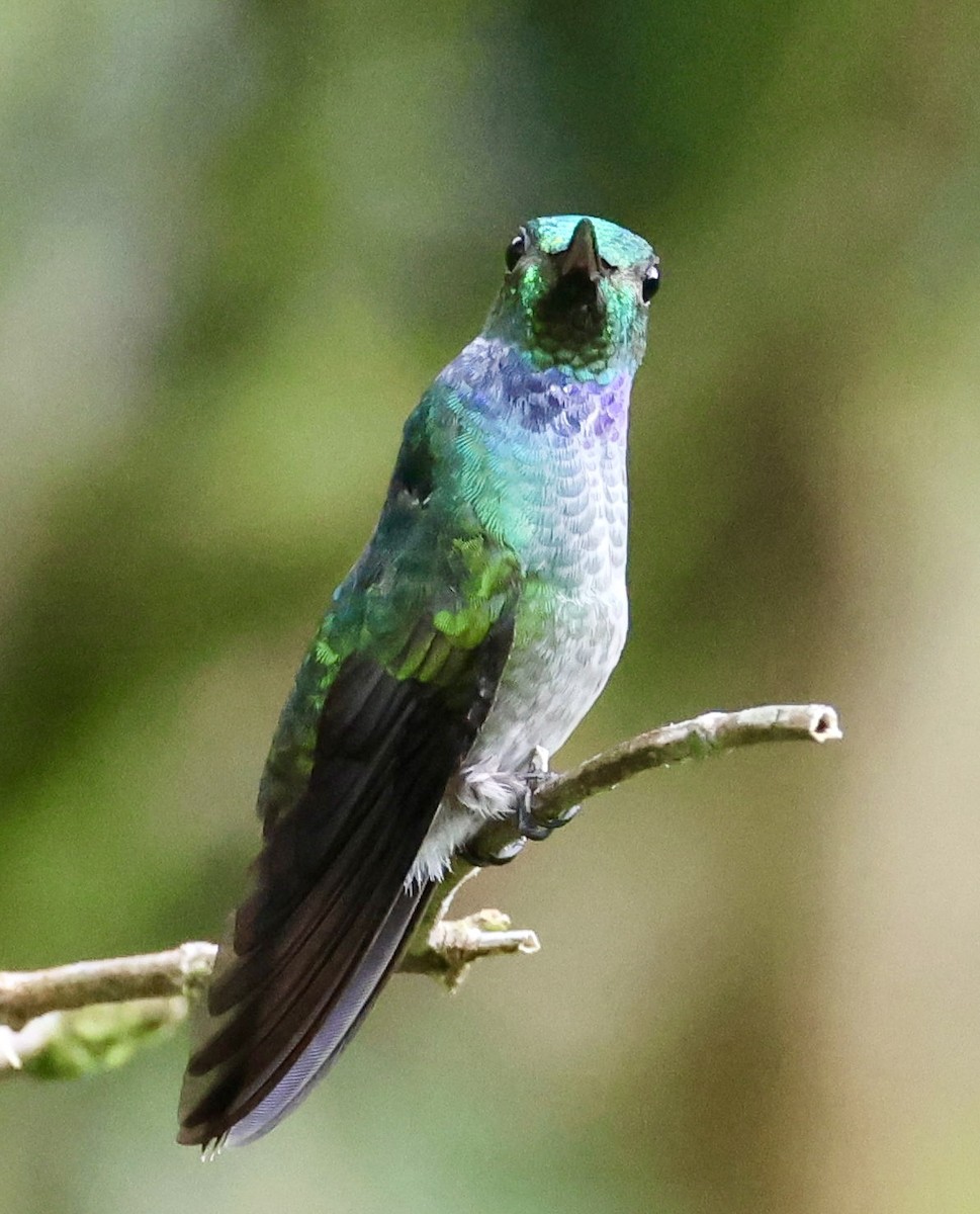 kolibřík modroprsý - ML619898023