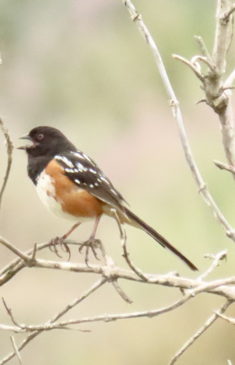 Spotted Towhee - ML619898037