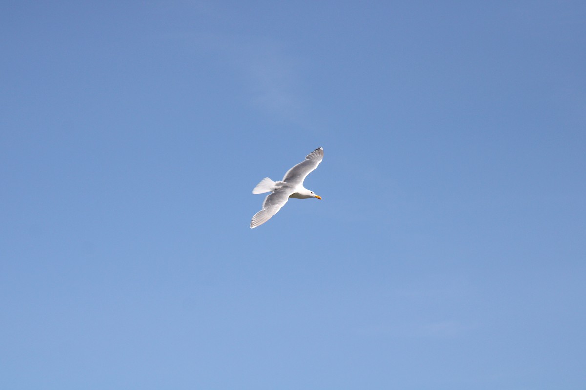 Glaucous-winged Gull - ML619898048