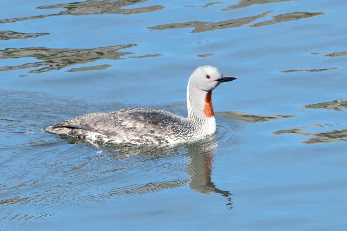 Red-throated Loon - ML619898071