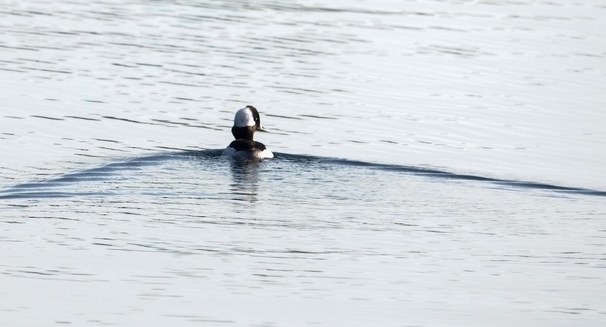 Bufflehead - ML619898072