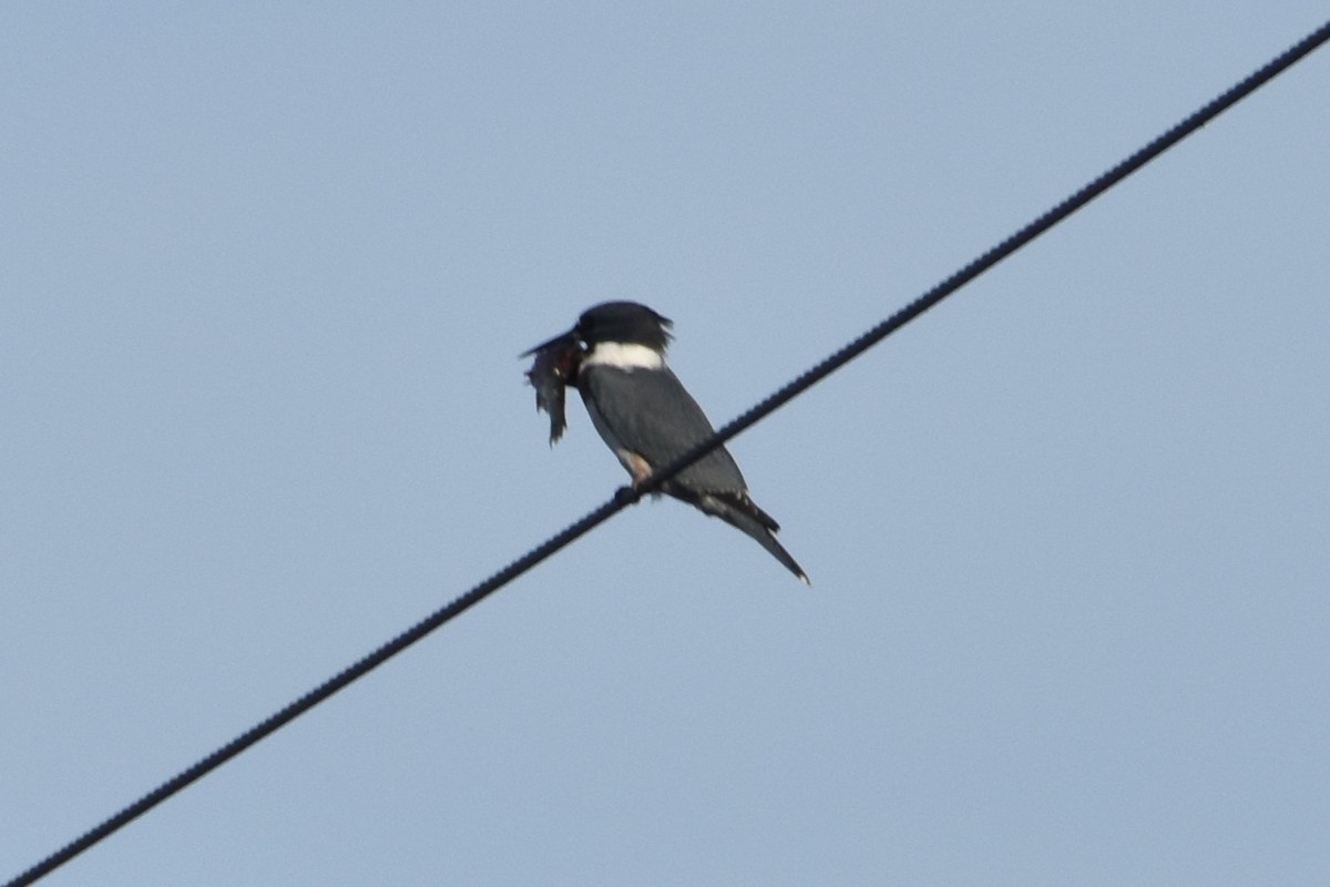 Belted Kingfisher - ML619898076