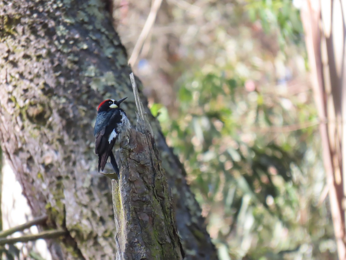 Acorn Woodpecker - ML619898093