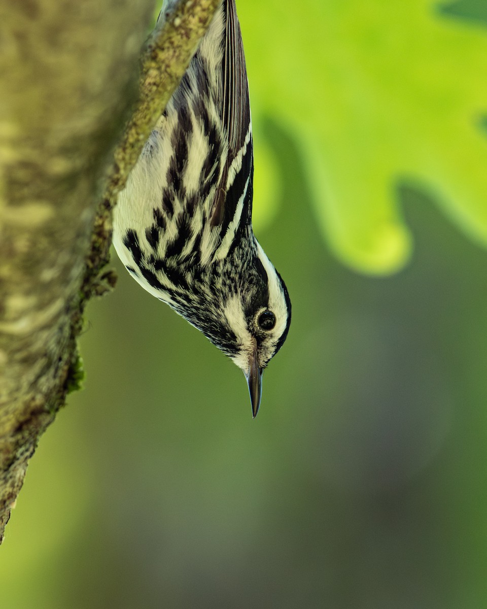 Black-and-white Warbler - ML619898096