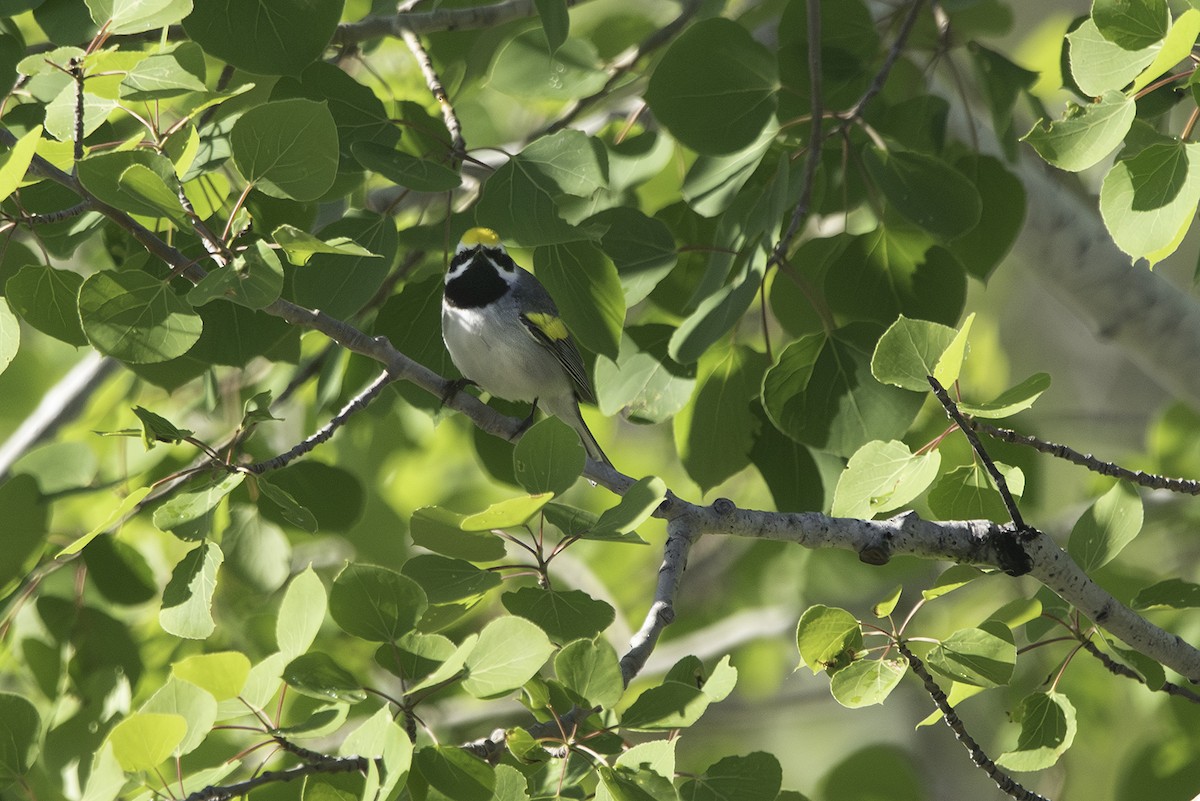 Golden-winged Warbler - ML619898106