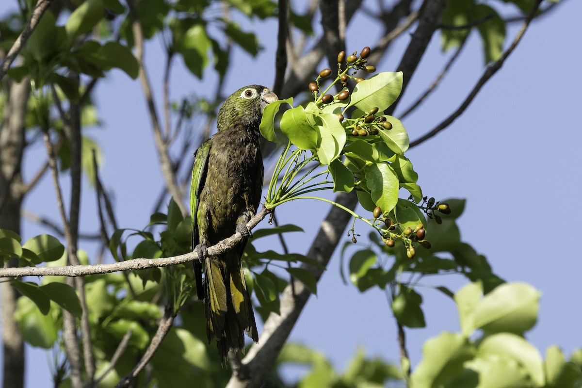 Olive-throated Parakeet - ML619898138