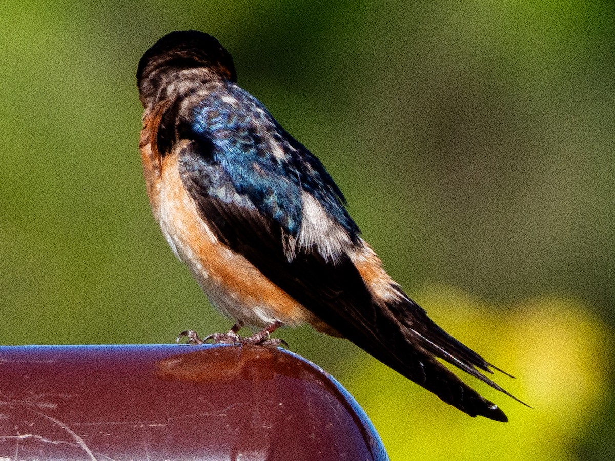 Barn x Cliff Swallow (hybrid) - ML619898143