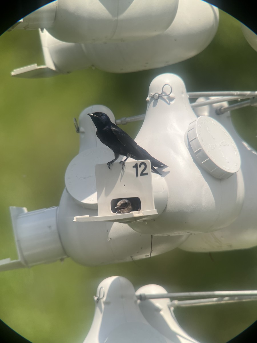 Purple Martin - ML619898148