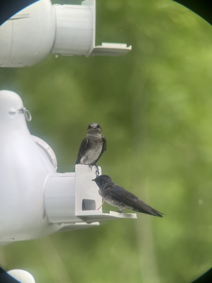 Purple Martin - ML619898173