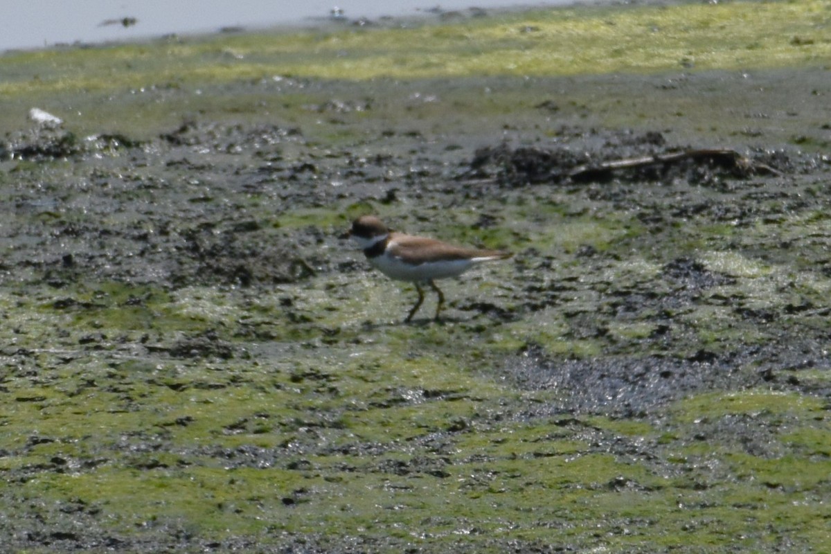 Semipalmated Plover - ML619898175