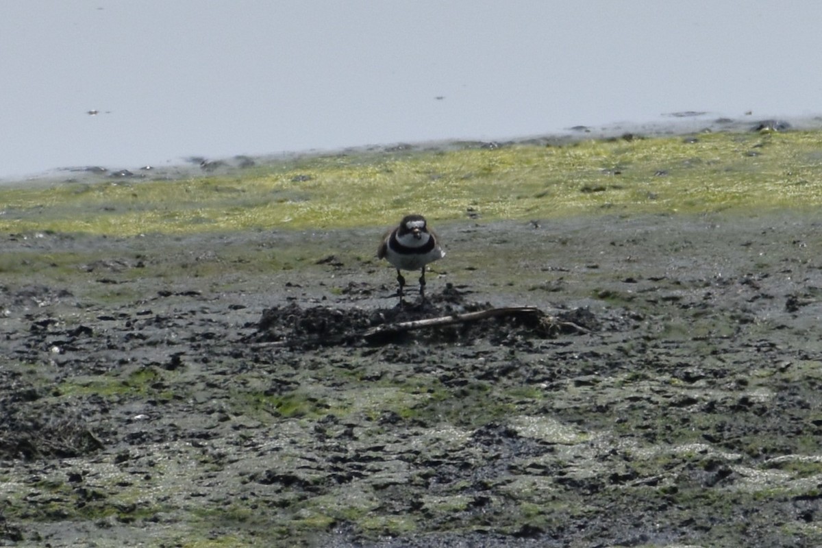 Semipalmated Plover - ML619898179