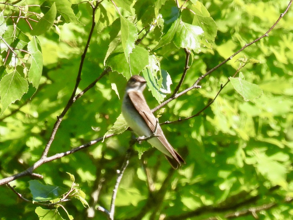 Northern Rough-winged Swallow - ML619898181