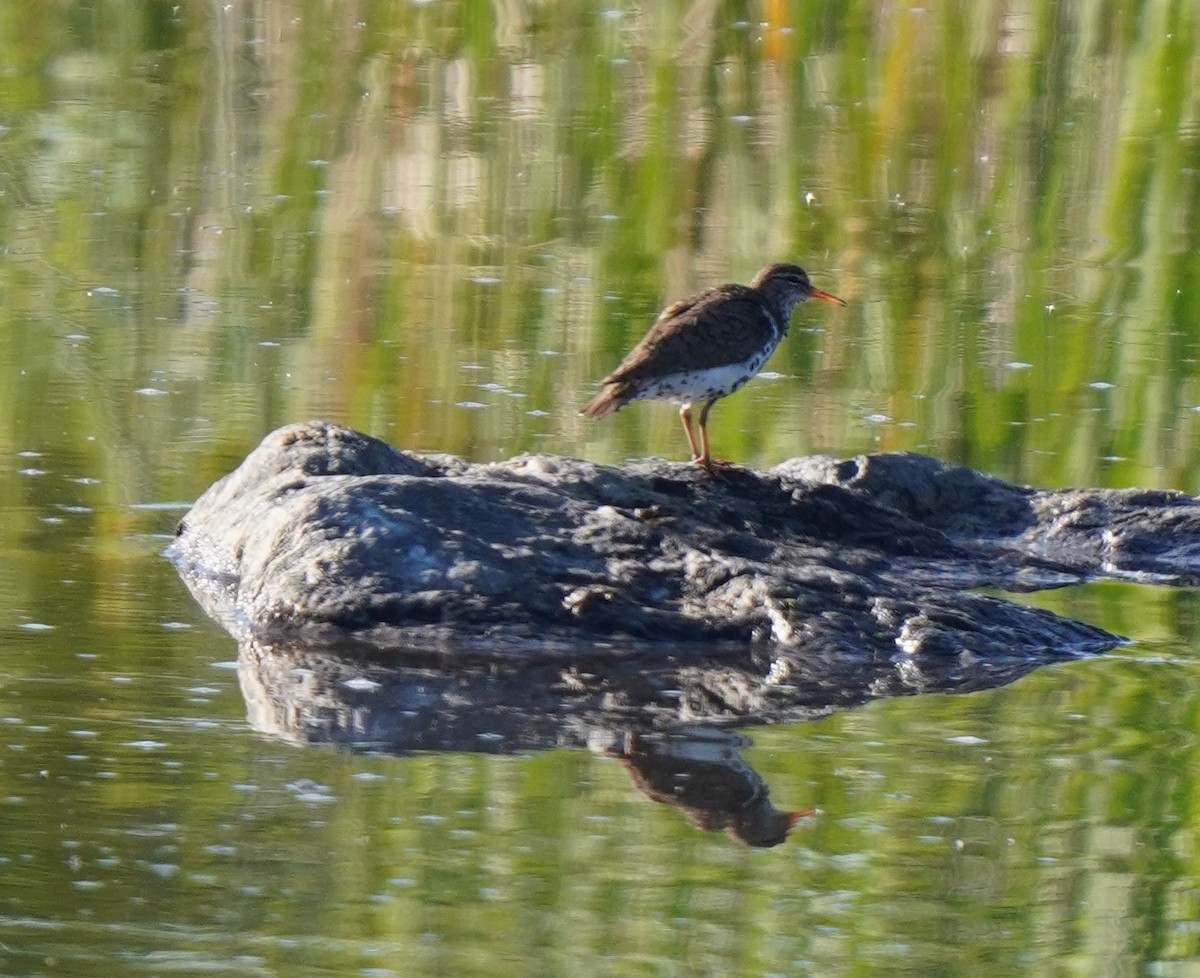 Spotted Sandpiper - ML619898188