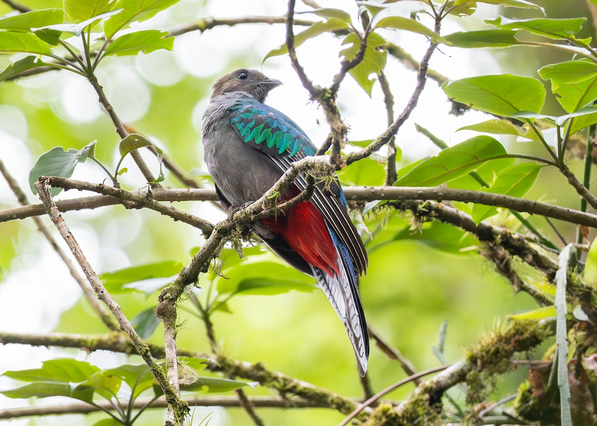 Resplendent Quetzal - ML619898213