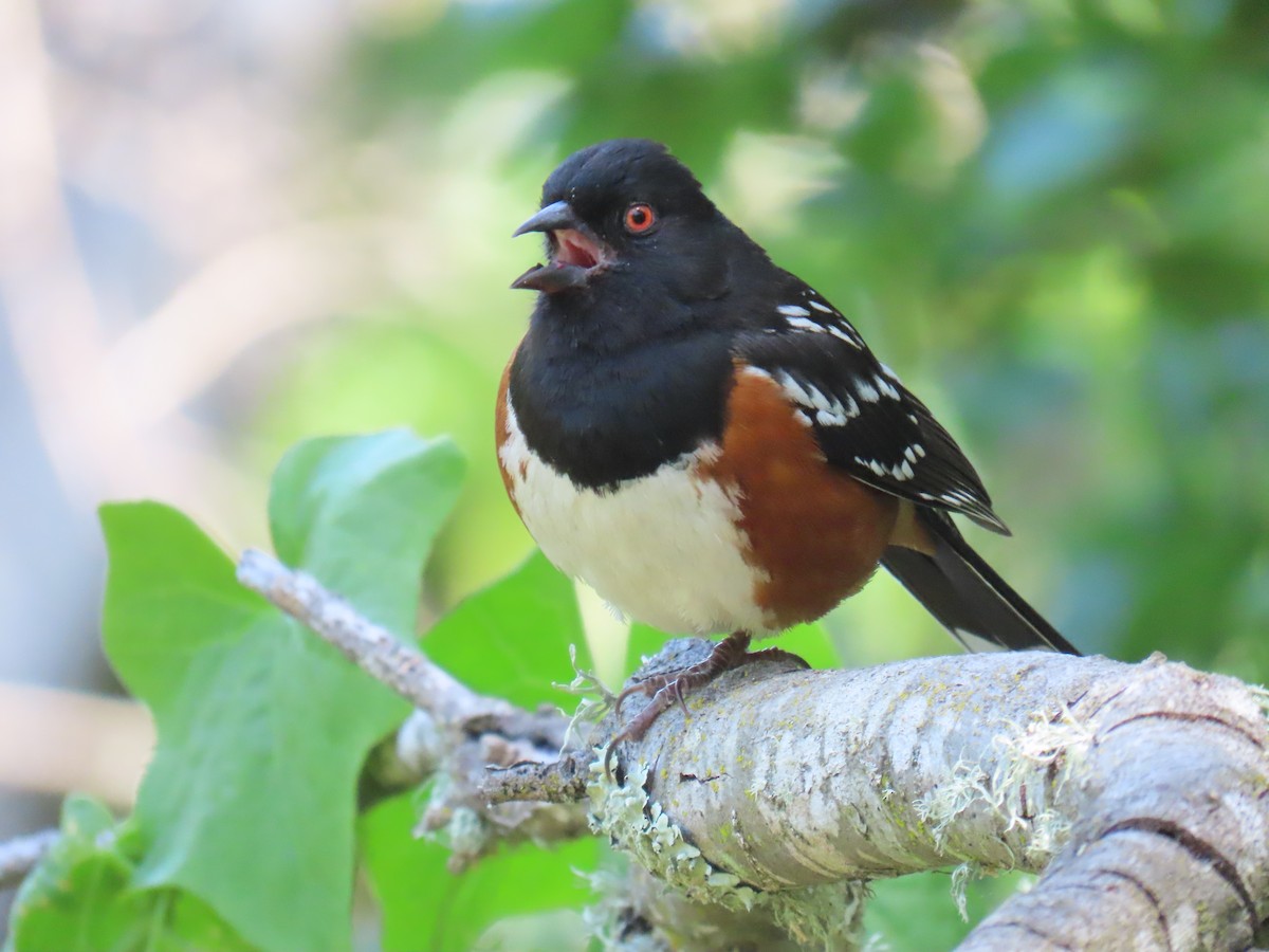 Spotted Towhee - ML619898216