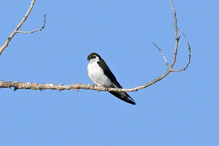 Violet-green Swallow - Laurie Kleespies