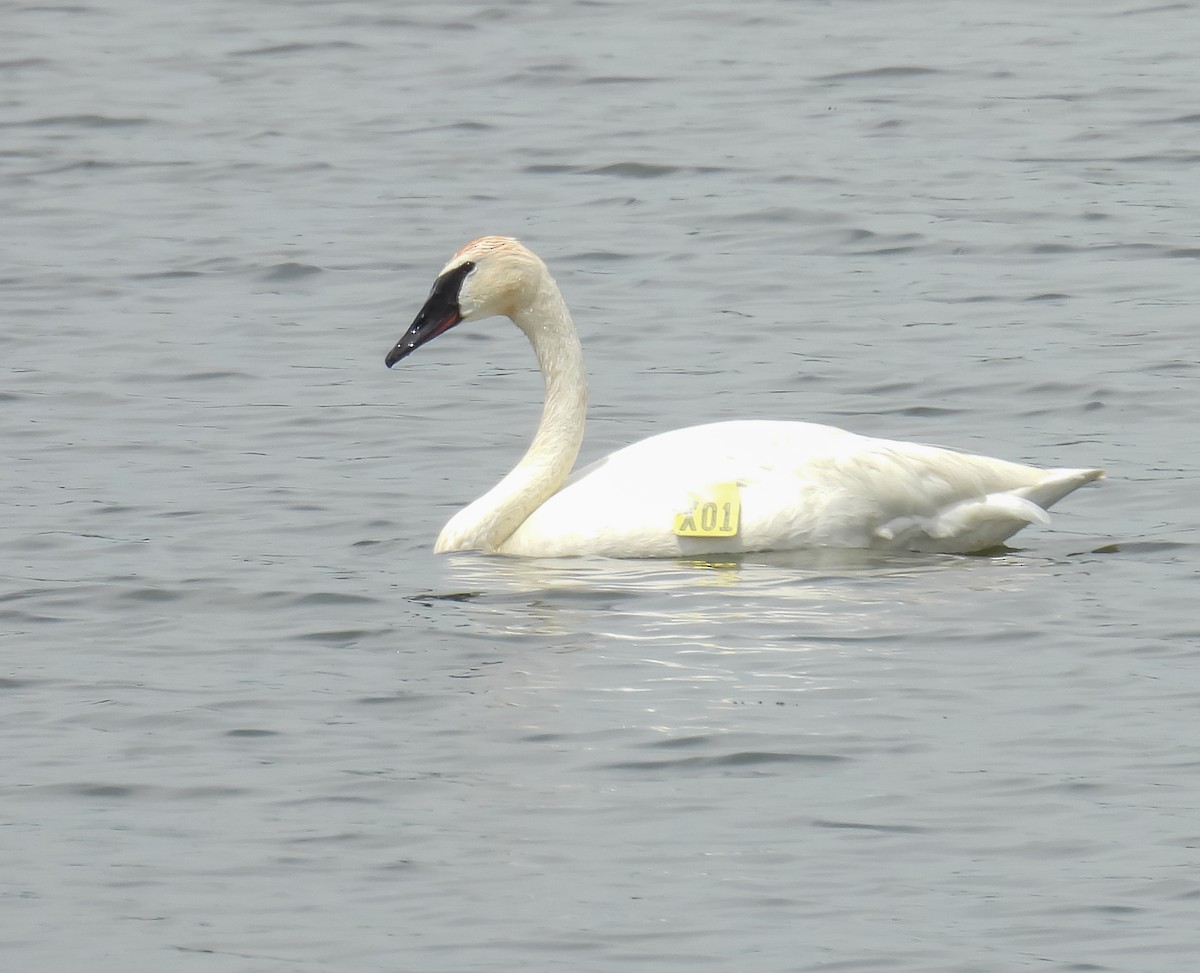 Cygne trompette - ML619898224