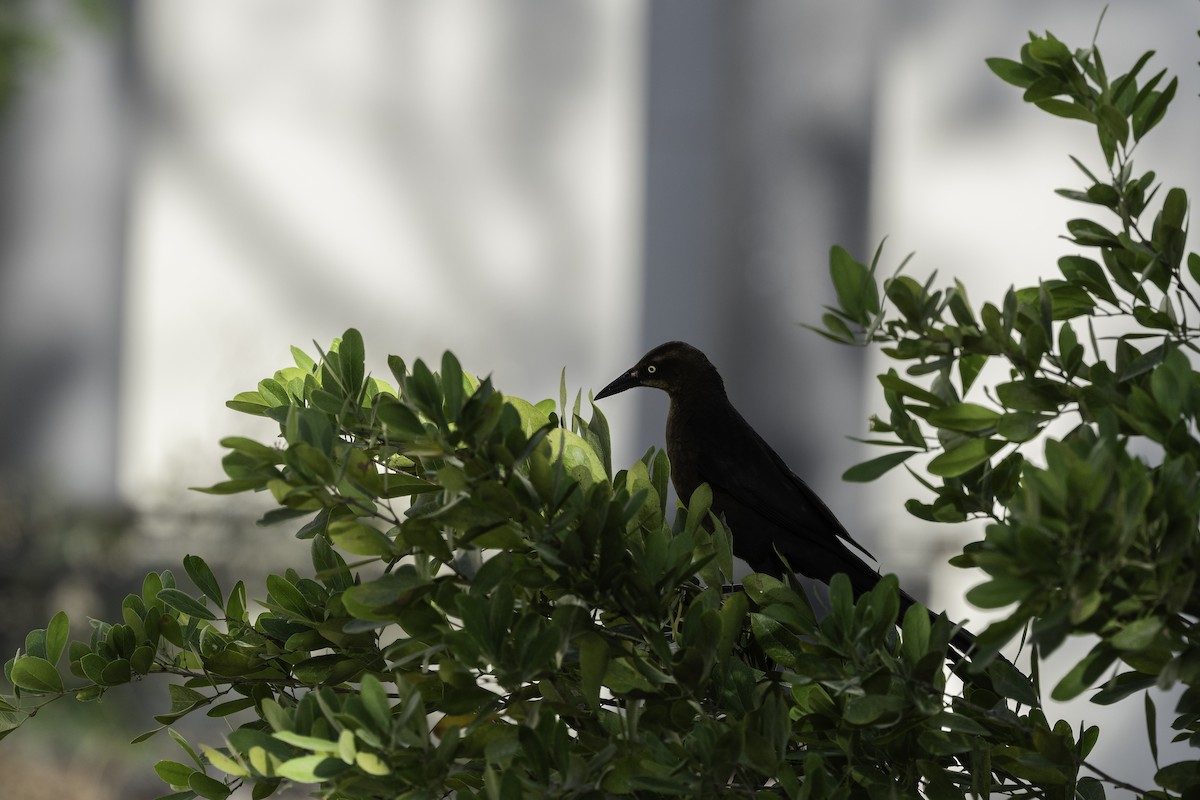 Great-tailed Grackle - ML619898237