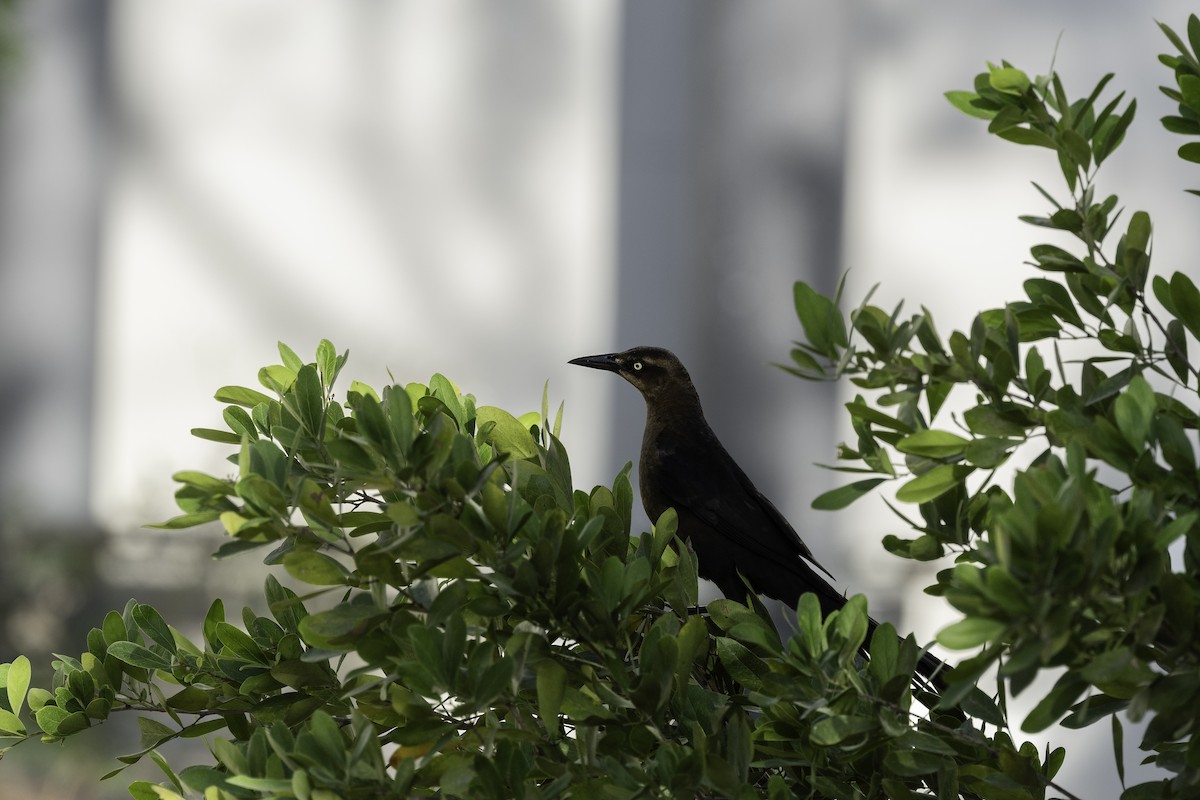 Great-tailed Grackle - ML619898238