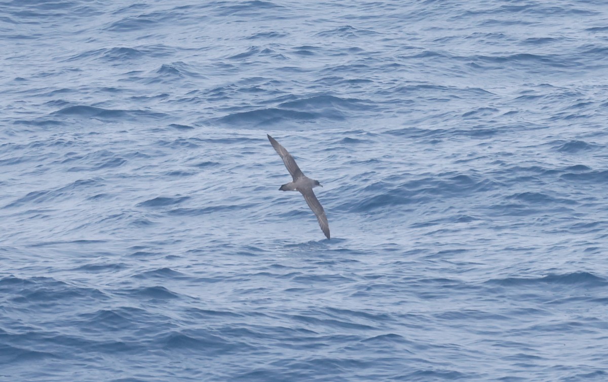 Gray Petrel - ML619898242