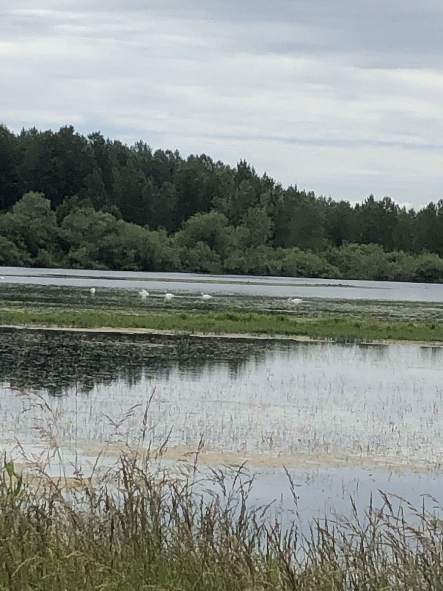 Cygne tuberculé - ML619898244