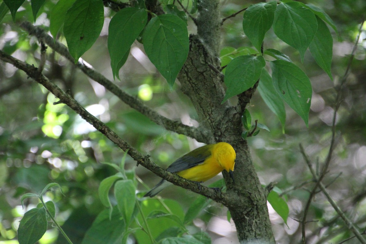 Prothonotary Warbler - ML619898256