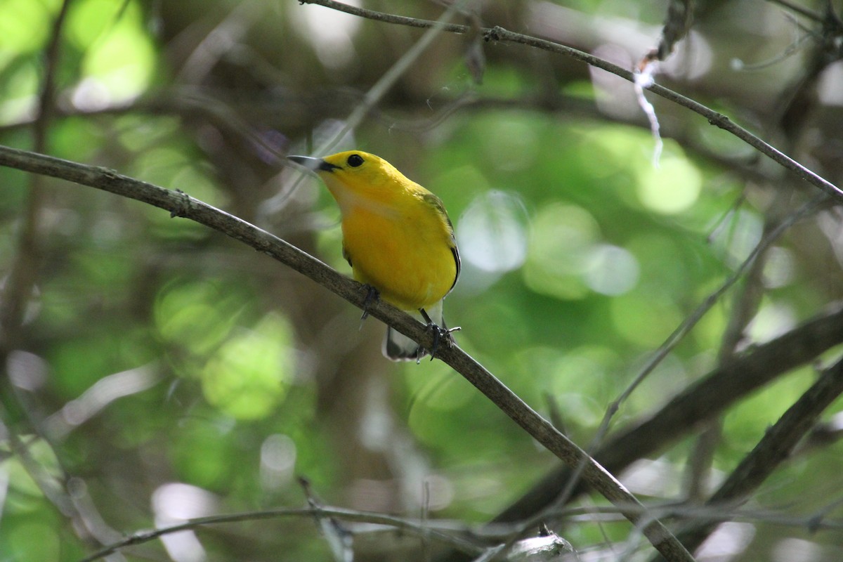 Prothonotary Warbler - ML619898258