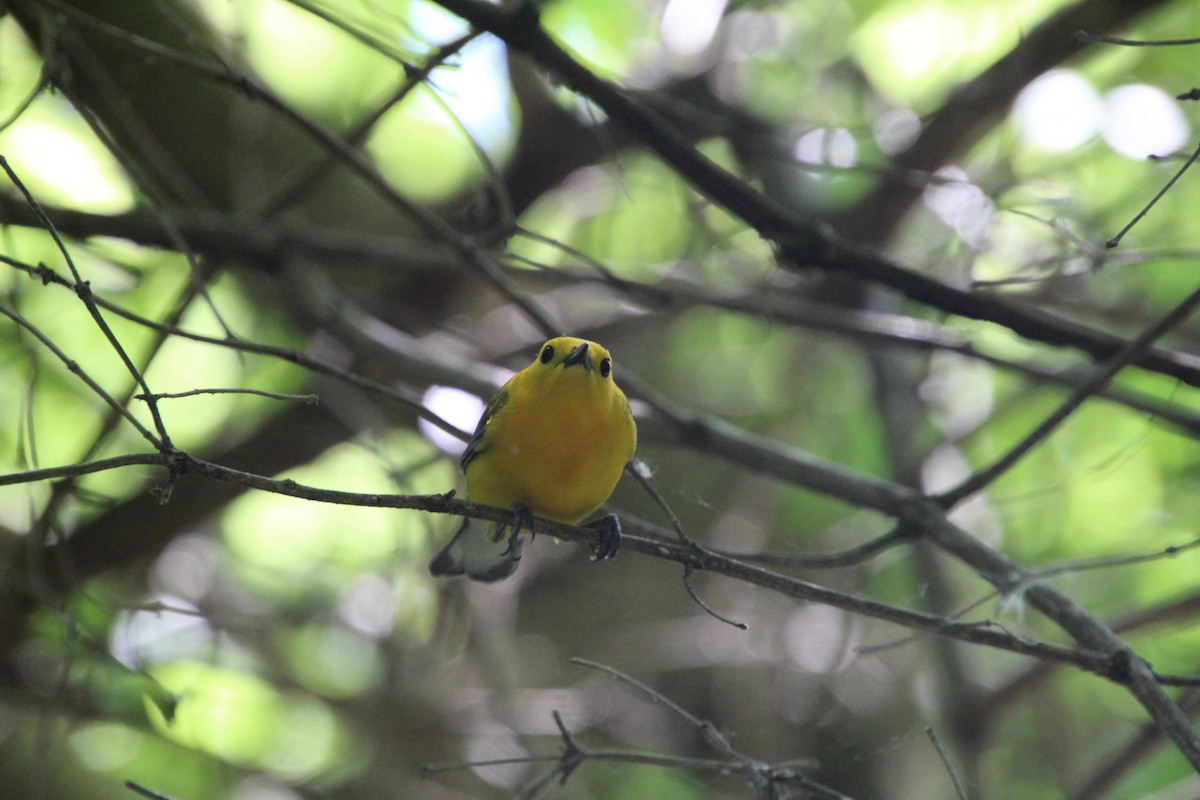 Prothonotary Warbler - ML619898259