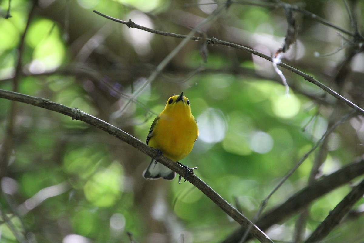 Prothonotary Warbler - ML619898260
