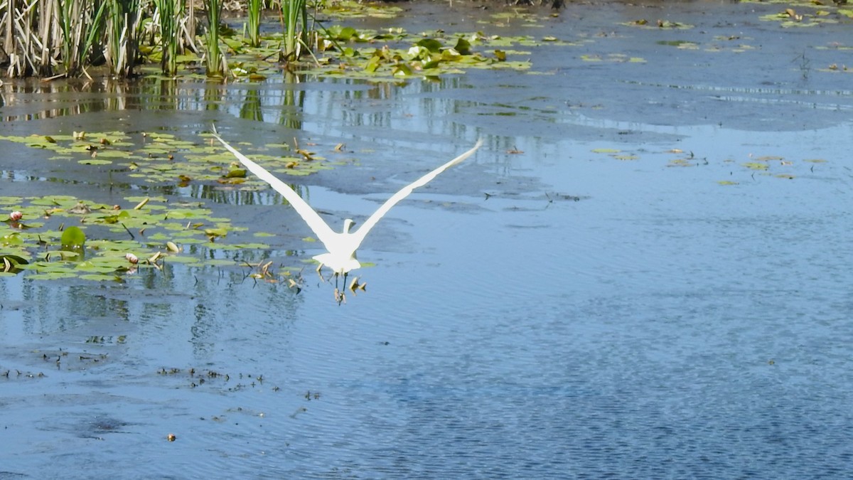 Great Egret - Vincent Glasser